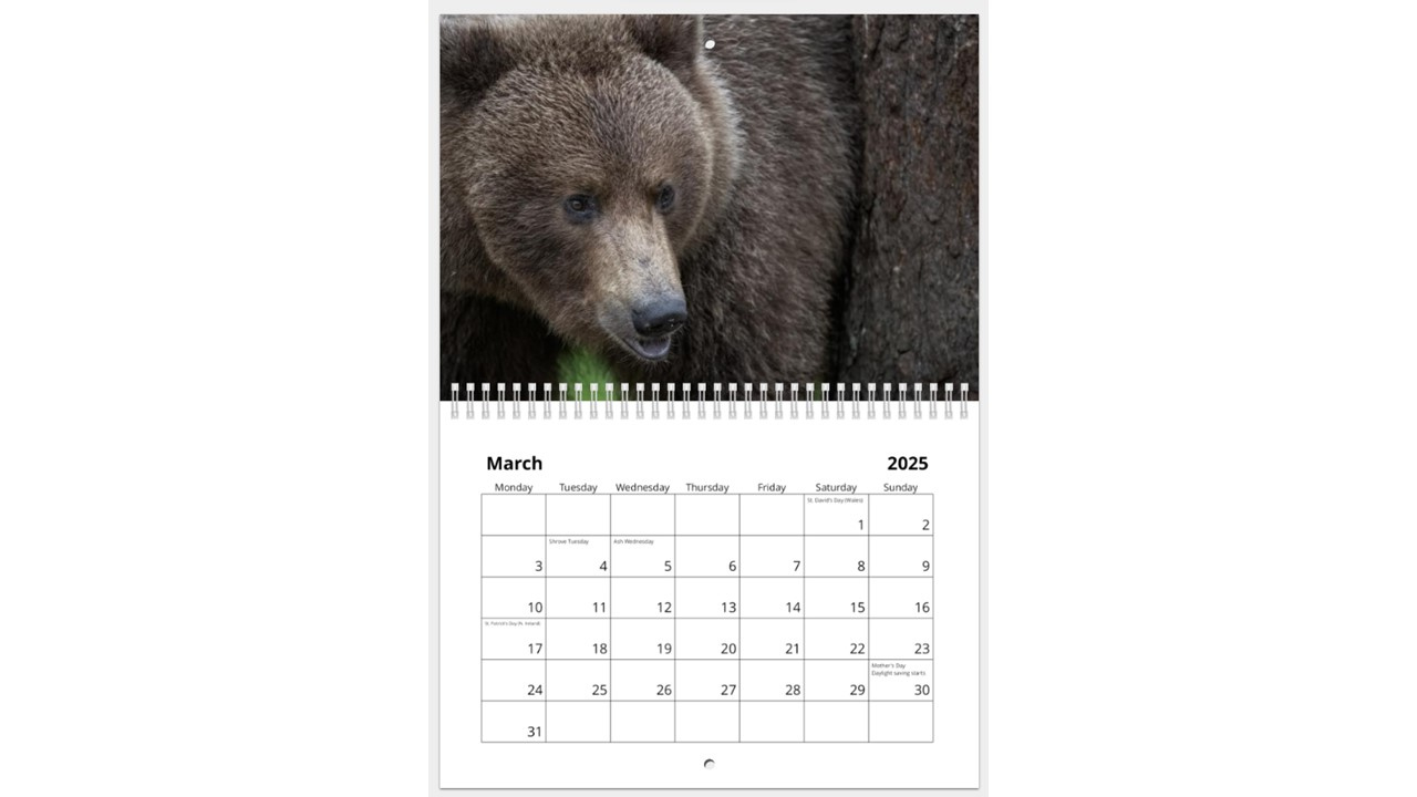 Bears 2025 Calendar - Grizzly Bears 2025 Calendar Printable